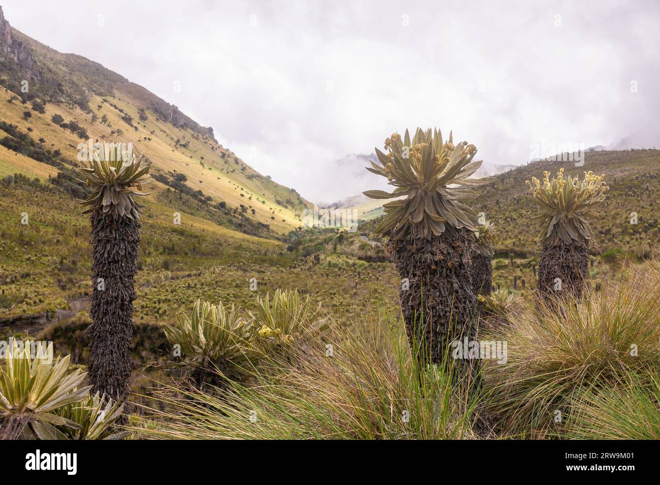 Landschaft des Paramo-Ökosystems in den Anden Kolumbiens, Südamerika. Stockfoto