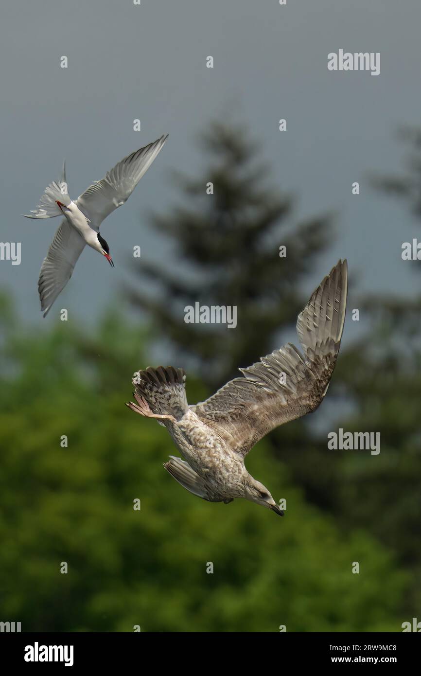 Ein gemeiner Ternvogel im Flug über einem Wasserkörper, der vom hellen Licht der Sonne beleuchtet wird Stockfoto