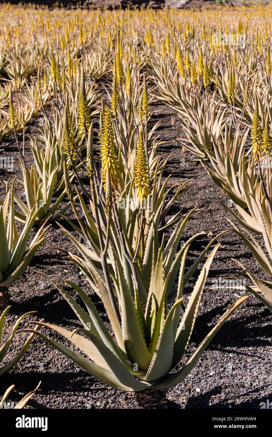 Real Aloe, Aloe Vera auf Lanzarote, Spanien, Spanien Stockfoto