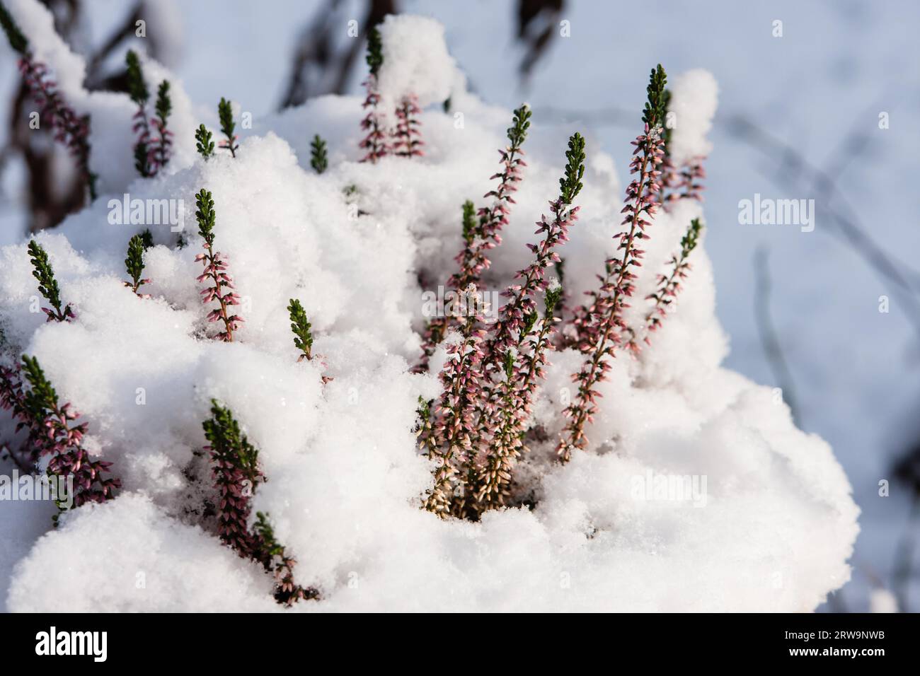 Heidekraut mit Schnee, Blumen von erica mit Schnee Stockfoto