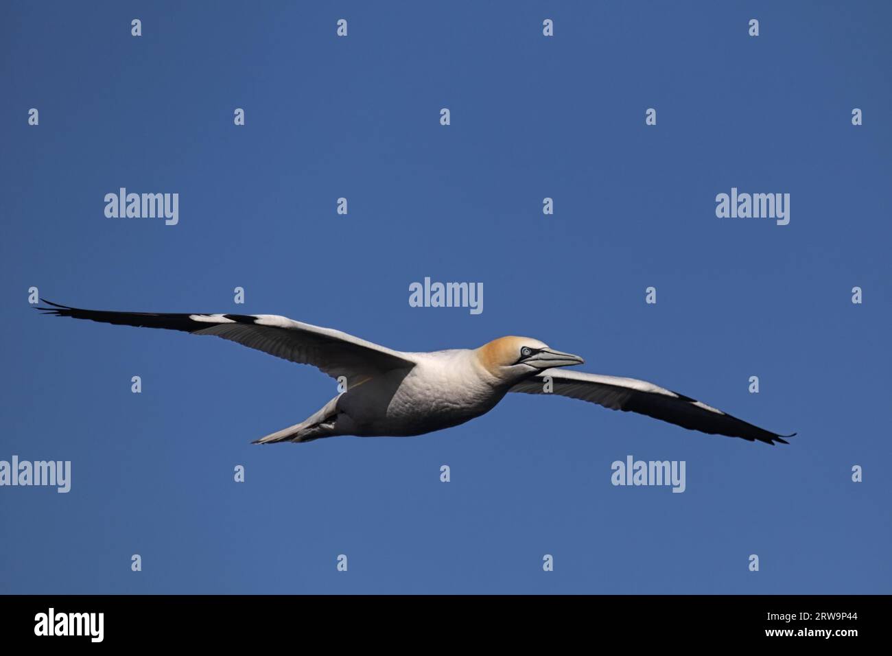 Nordgannet (Morus bassanus) im Flug über Helgoland. Gannets im Flug über Helgoland Stockfoto