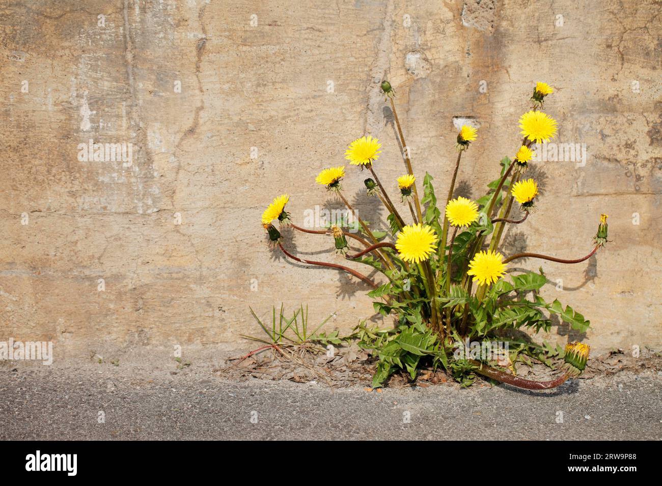 Gelbe Löwenzahnblüten, die im Sonnenlicht durch Asphalt wachsen Stockfoto