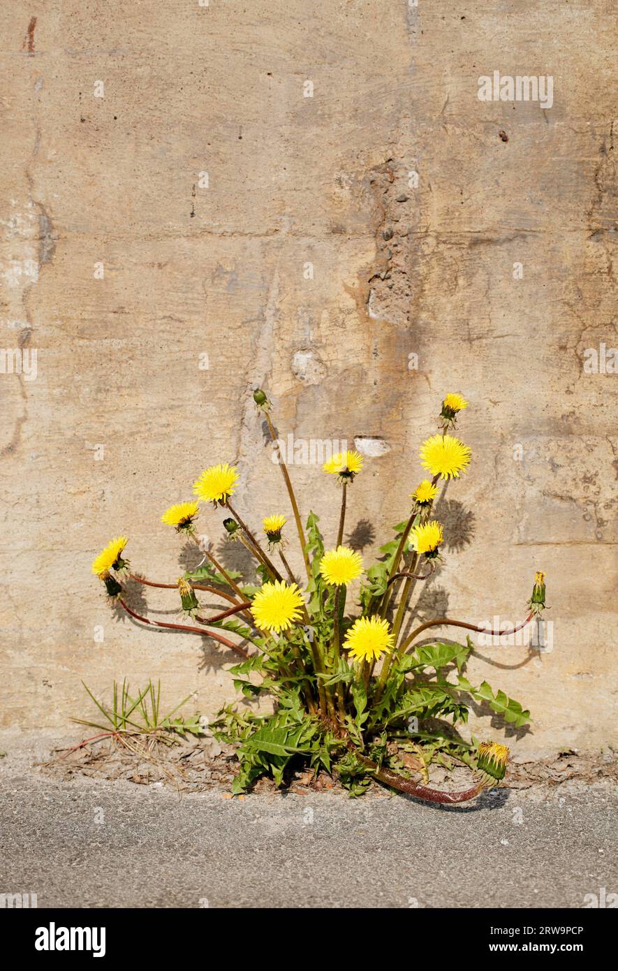 Gelbe Löwenzahnblüten, die im Sonnenlicht durch Asphalt wachsen Stockfoto