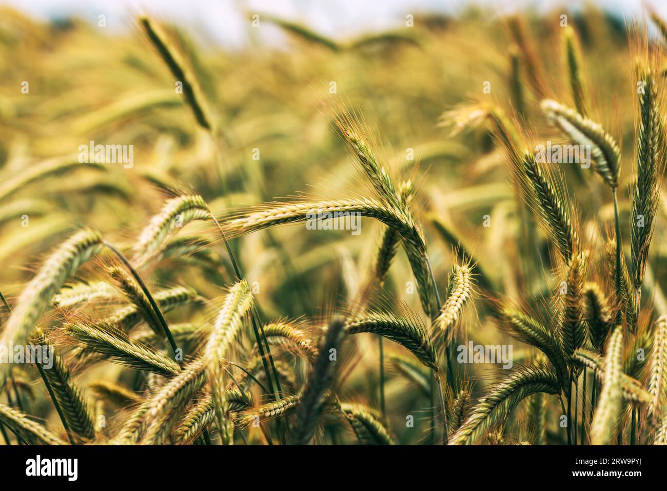 Roggenohren auf dem Feld, Getreideanbau reift in der Anbaufläche, selektiver Fokus Stockfoto