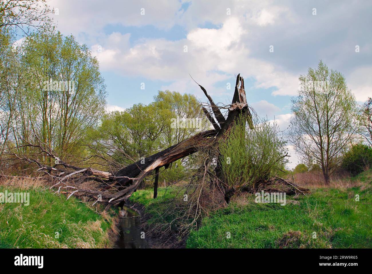 Der Baum wurde vom Sturm niedergeblasen Stockfoto