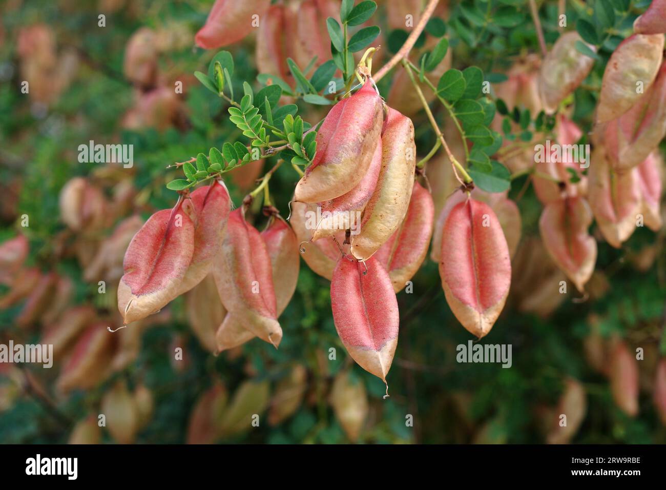 Samen des Sesbania-Baums, Vollbild-Aufnahme mit Tiefenschärfe Stockfoto