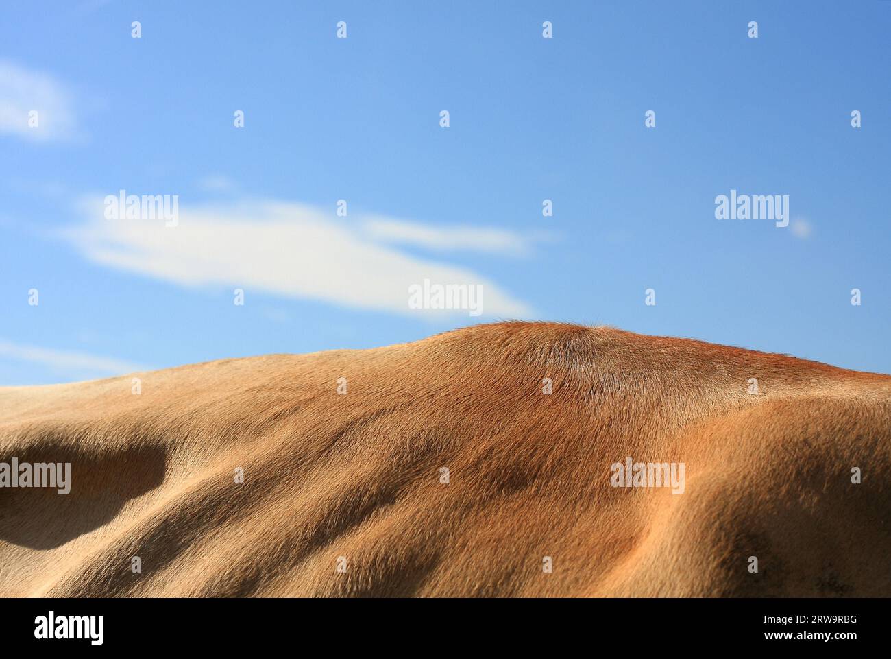 Rinderrücken vor blauweißem Himmel Stockfoto