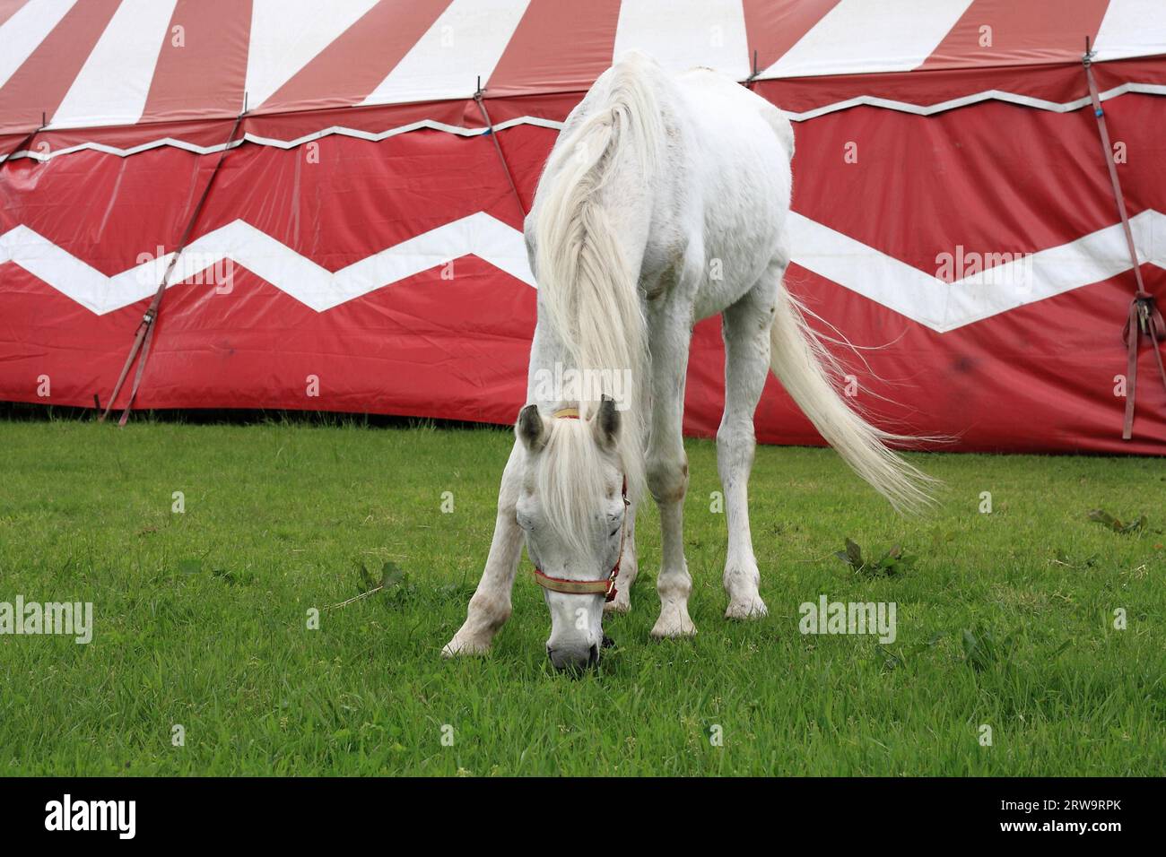 Weißes Pferd weidet vor einem rot-weißen Zirkuszelt Stockfoto