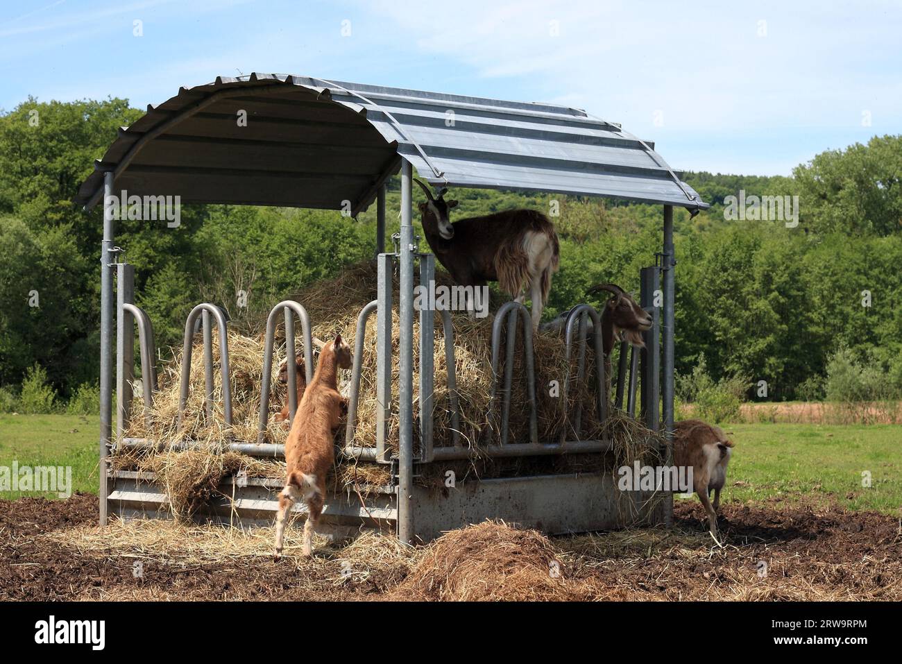 Mehrere Ziegen essen Heu, Hintergrund Weide und Wald Stockfoto