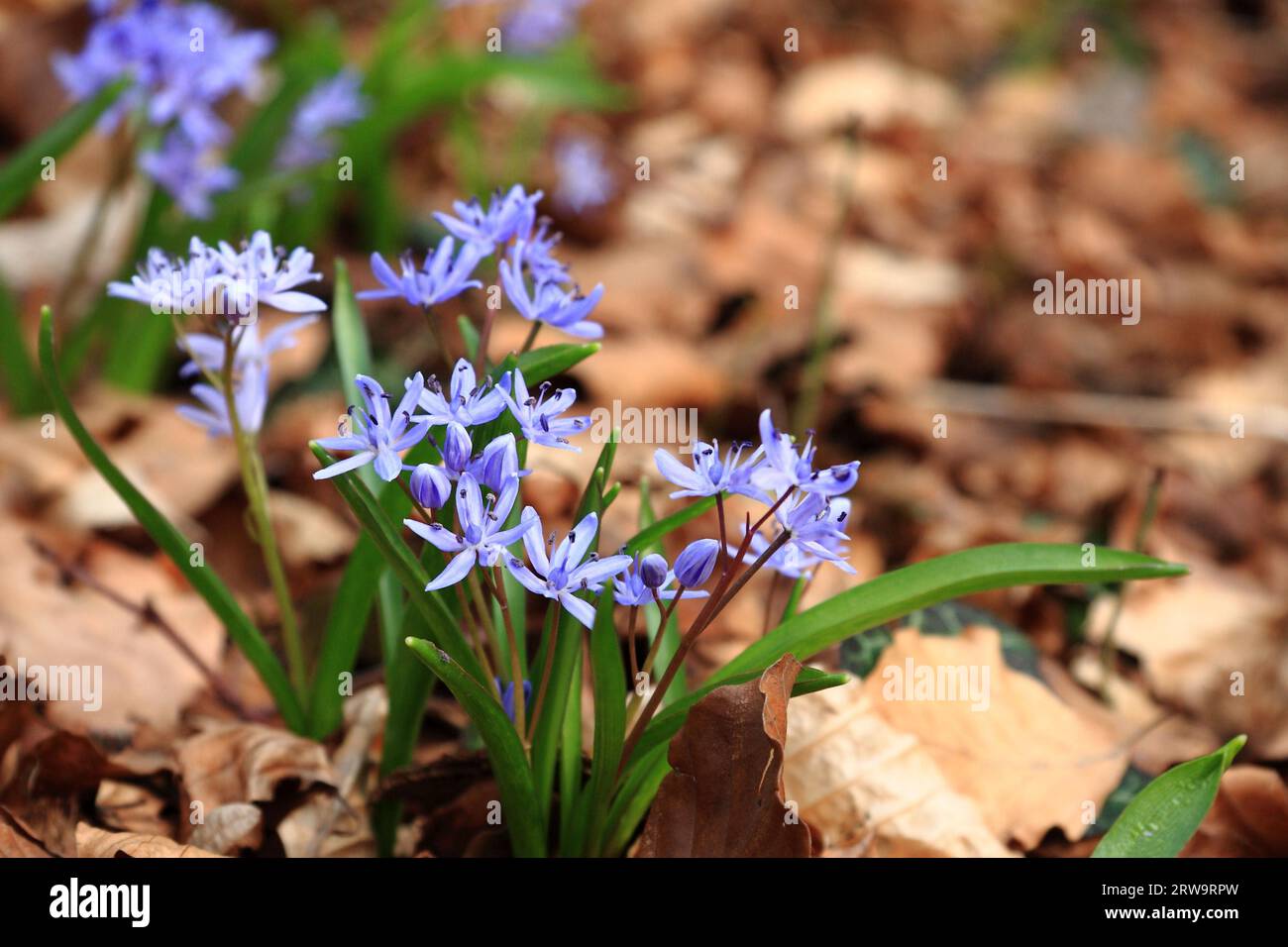 Blau-lila blühende Waldhyazinthen, Hintergrundlaub, aufgenommen mit der Tiefe des Feldes Stockfoto