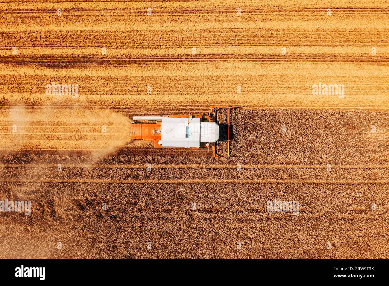 Luftaufnahme der Mähdreschermaschine, die im Sommer reifes Weizengut erntet, Drohnen-pov Stockfoto