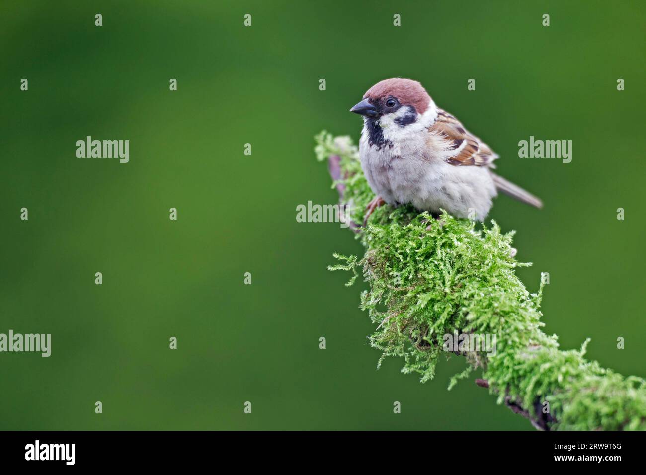 Eurasischer Baumspatzen (Passer montanus), eine Kupplung besteht in der Regel aus 5 bis 6 Eiern (Foto Eurasischer Baumspatzen liegt auf einem moosbewachsenen Ast) Stockfoto