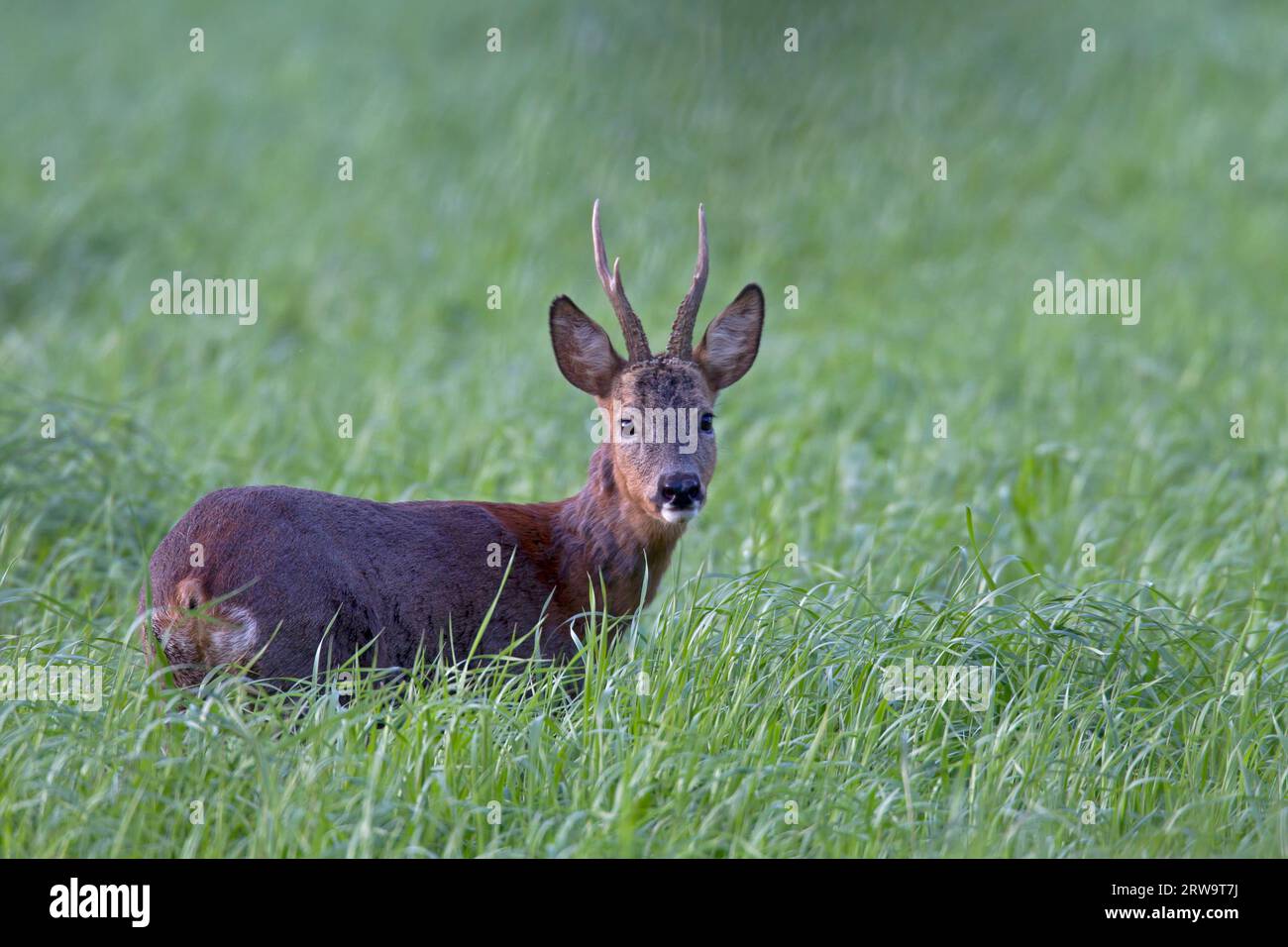 Europäisches Reh (Capreolus capreolus) beim Fellwechsel beobachtet Alarm (Europäisches Reh), Rehbock beim Fellwechsel Alarm Stockfoto