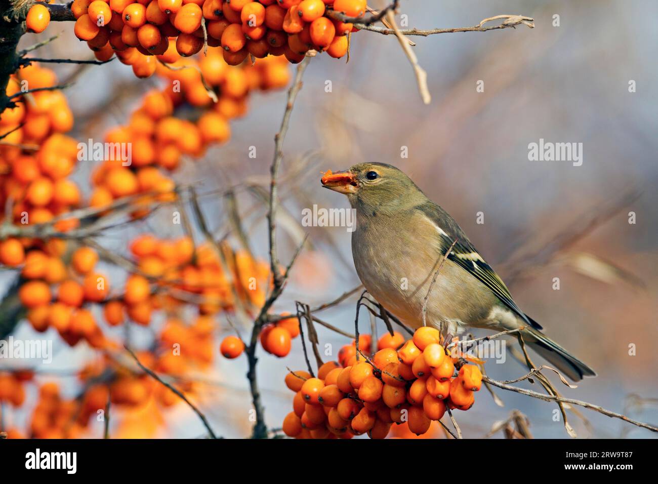 Die Fringilla coelebs suchen hauptsächlich nach Nahrung auf dem Boden (Foto Chaffinch female isst Seabuckthorn Beeren), die Common Chaffinch hauptsächlich Stockfoto