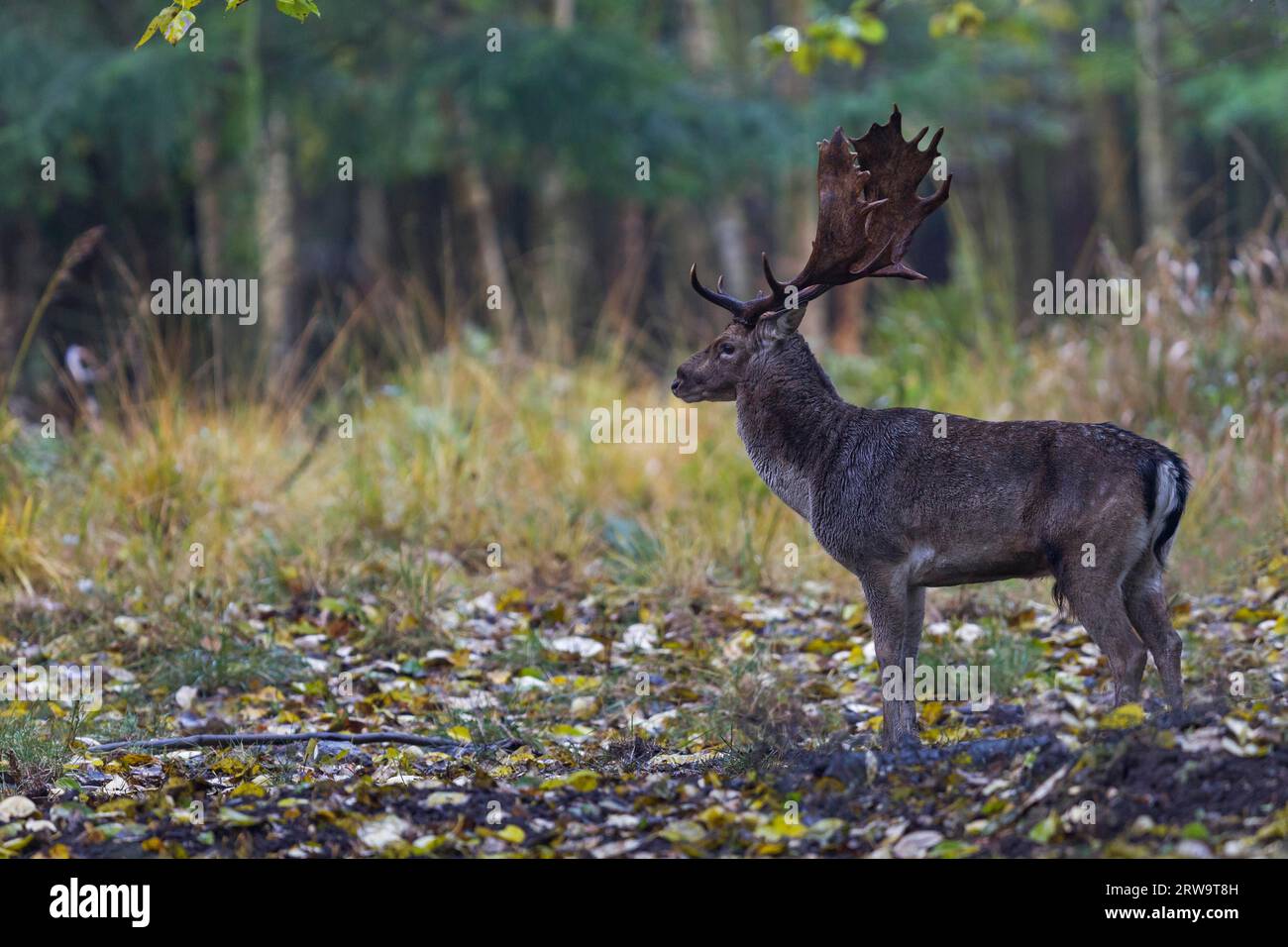 Damhirsch (Dama dama), das stärkste Damhirsch Deutschlands, stammt aus dem Bundesland Schleswig-Holstein (Foto Damhirsch mit Nase) Stockfoto