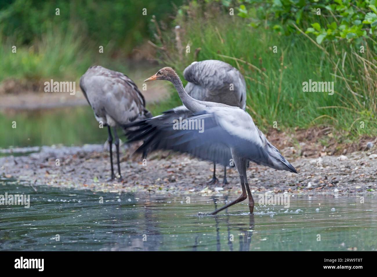 Kran, der laute, trompetenartige Ruf ist aus großen Entfernungen zu hören (gewöhnlicher Kran (Grus grus) Stockfoto