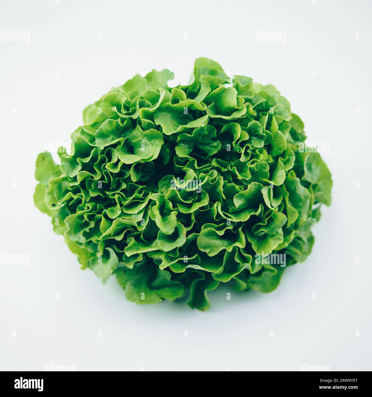 Gesunder Salat für Online-Shops / Bio-Lieferung, Blatt, Bio-Läden, gesunder Lebensstil, perfekt als shopify Symbol Stockfoto