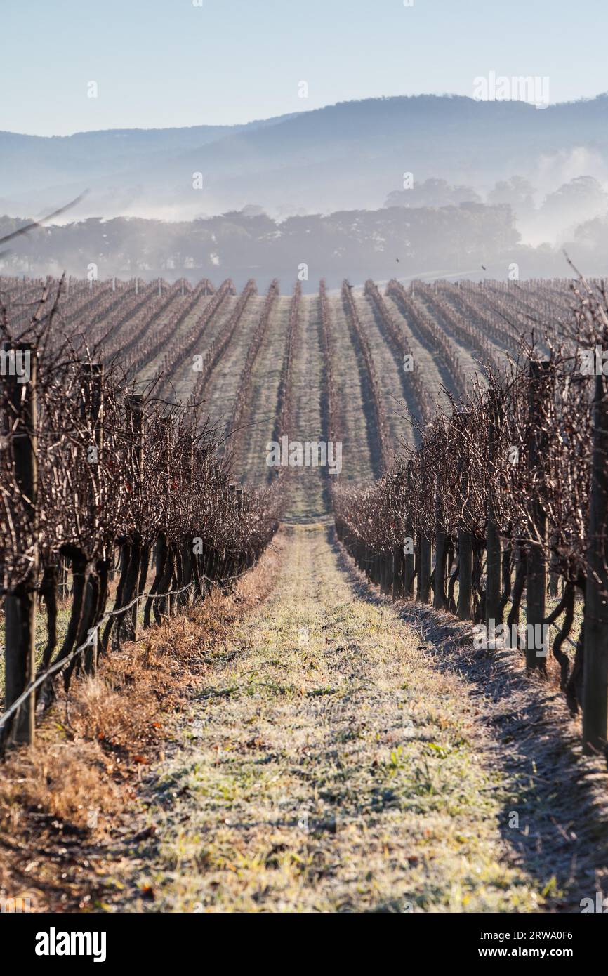 Nebel hüllt Reben an einem kalten Wintermorgen im Yarra Valley, Victoria, Australien Stockfoto