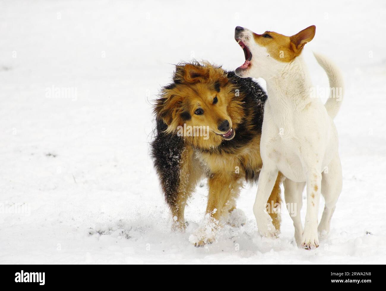 Spielzeit im Schnee Stockfoto