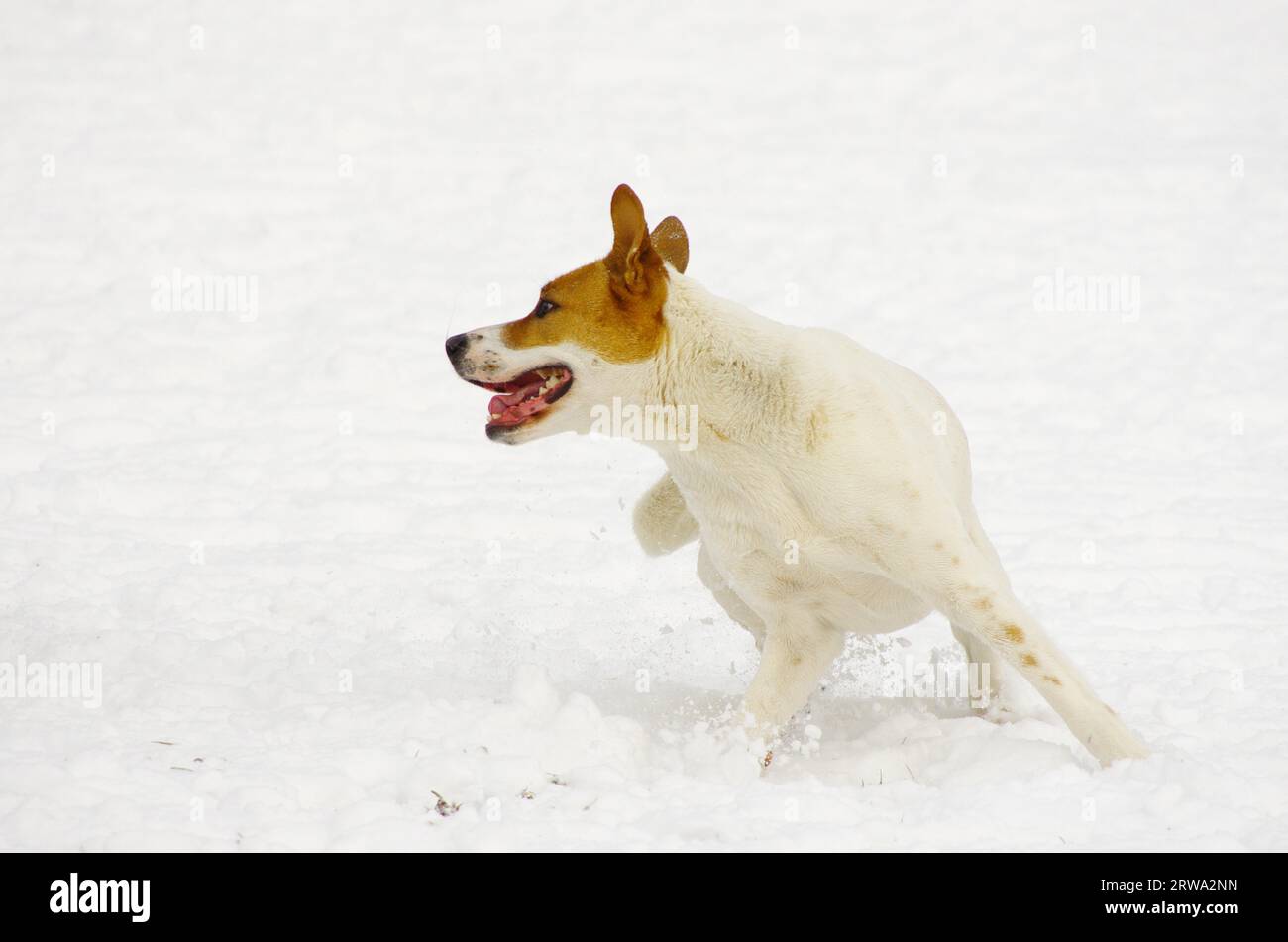 Spielzeit im Schnee Stockfoto