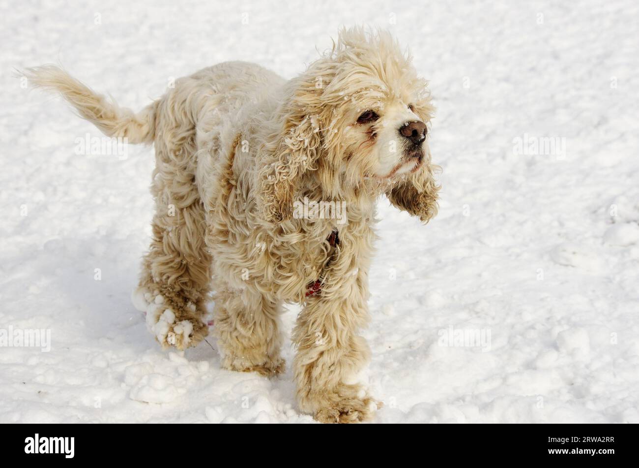 American Cocker Spaniel Stockfoto