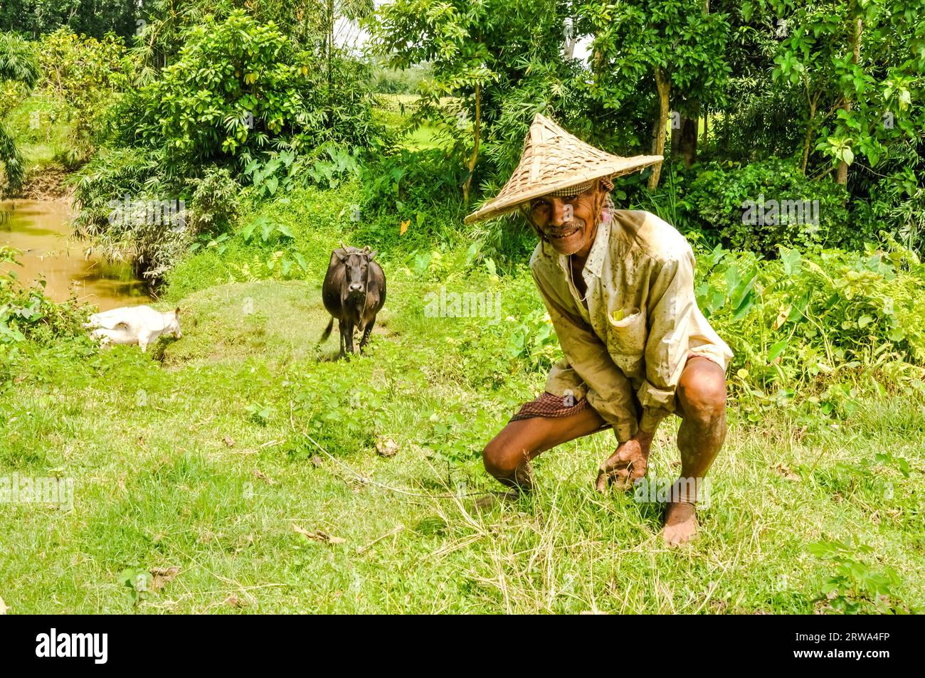Srimongal, Bangladesch, um Juli 2012: Einheimischer Mann mit großem Strohhut kniet im Gras mit zwei Kühen im Hintergrund in wunderschönem Grün von Stockfoto