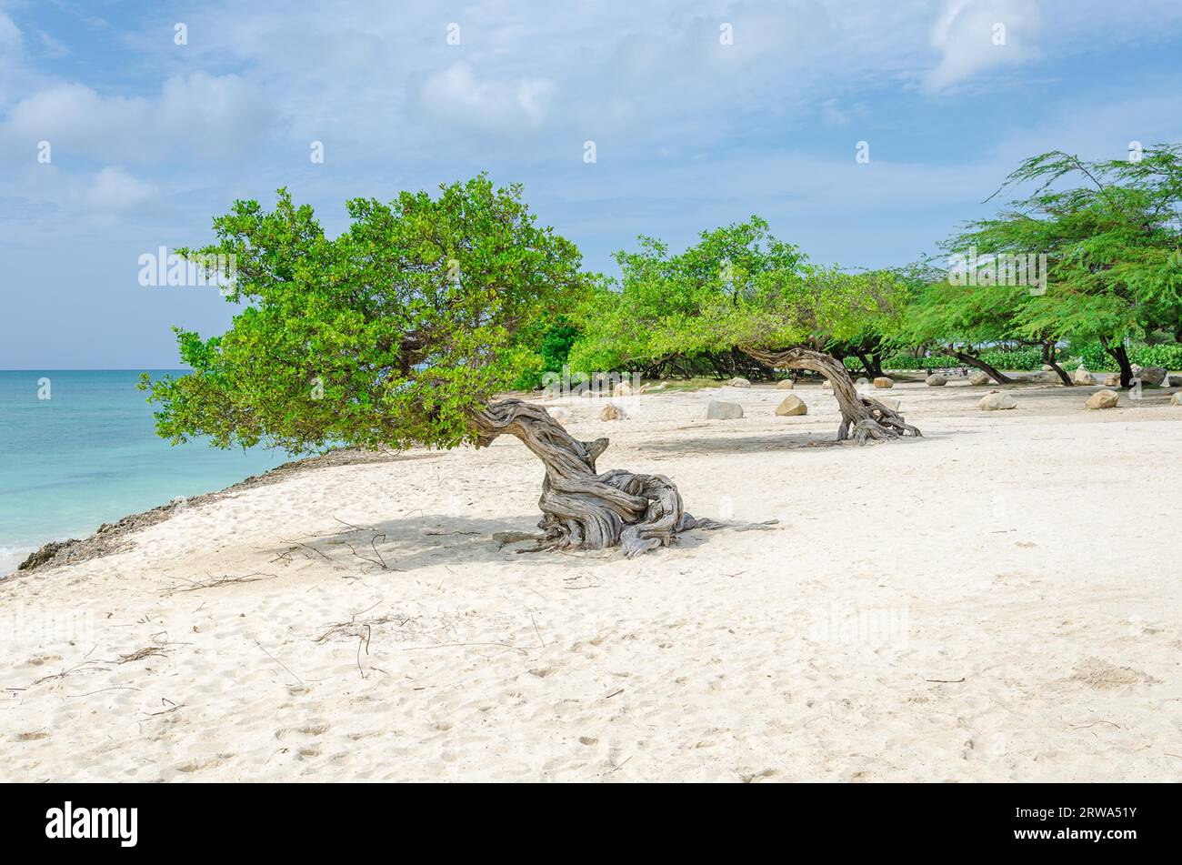 Der berühmte Divi Divi-Baum, der der natürliche Kompass von Aruba ist und aufgrund der Passatwinde, die über den ziehen, immer in südwestliche Richtung zeigt Stockfoto