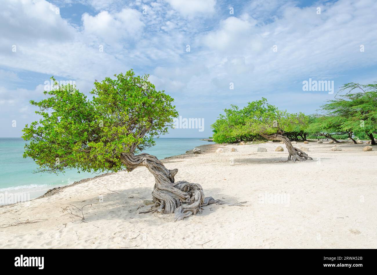 Der berühmte Divi Divi-Baum, der der natürliche Kompass von Aruba ist und aufgrund der Passatwinde, die über den ziehen, immer in südwestliche Richtung zeigt Stockfoto