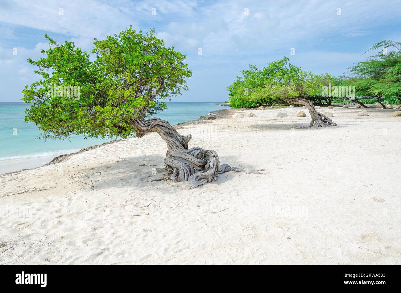 Der berühmte Divi Divi-Baum, der der natürliche Kompass von Aruba ist und aufgrund der Passatwinde, die über den ziehen, immer in südwestliche Richtung zeigt Stockfoto