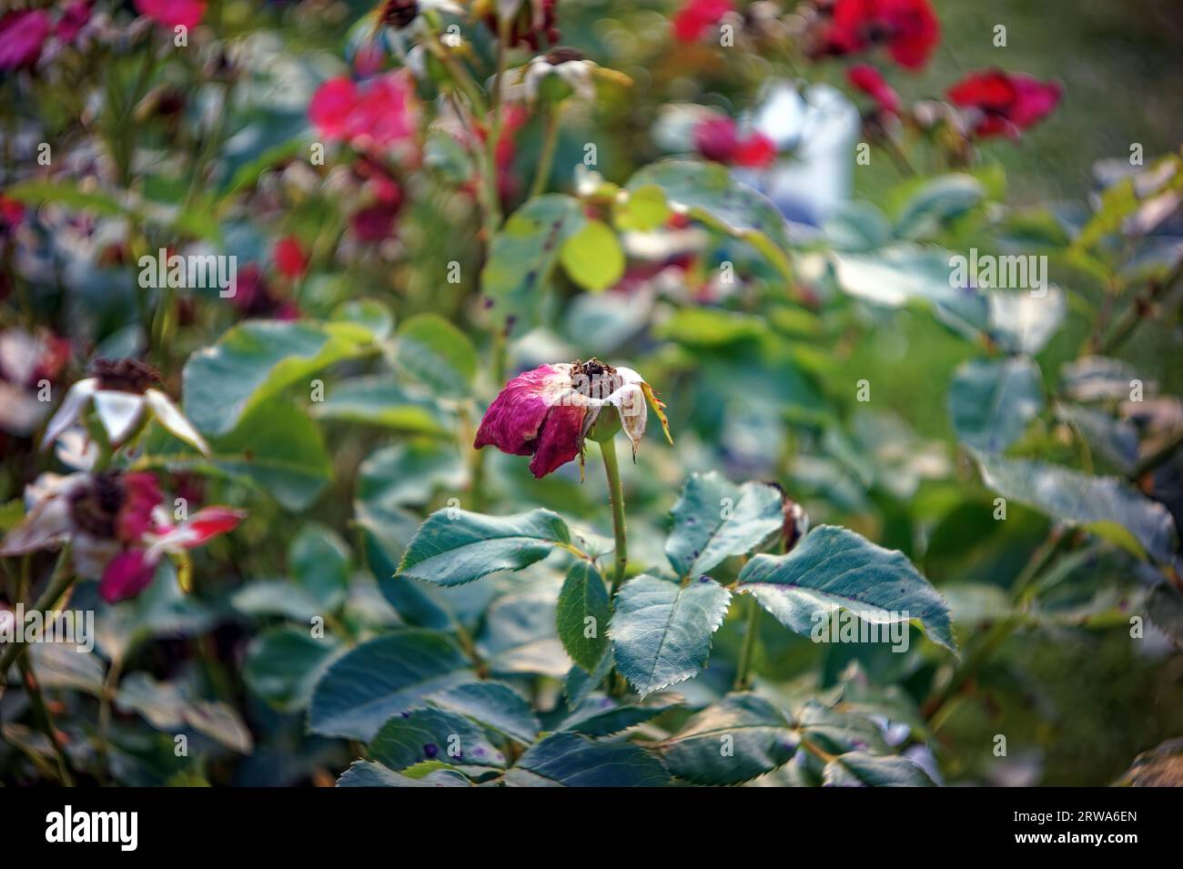 Blassende Rosenblüten auf den Büschen, im Sommer Stockfoto