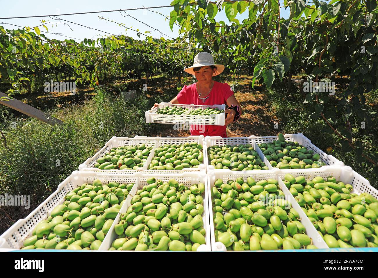 Luannan County, China - 30. August 2019: Obstbauern pflücken Kiwis mit weichen Datteln in Obstgärten, Luannan County, Provinz Hebei, China Stockfoto