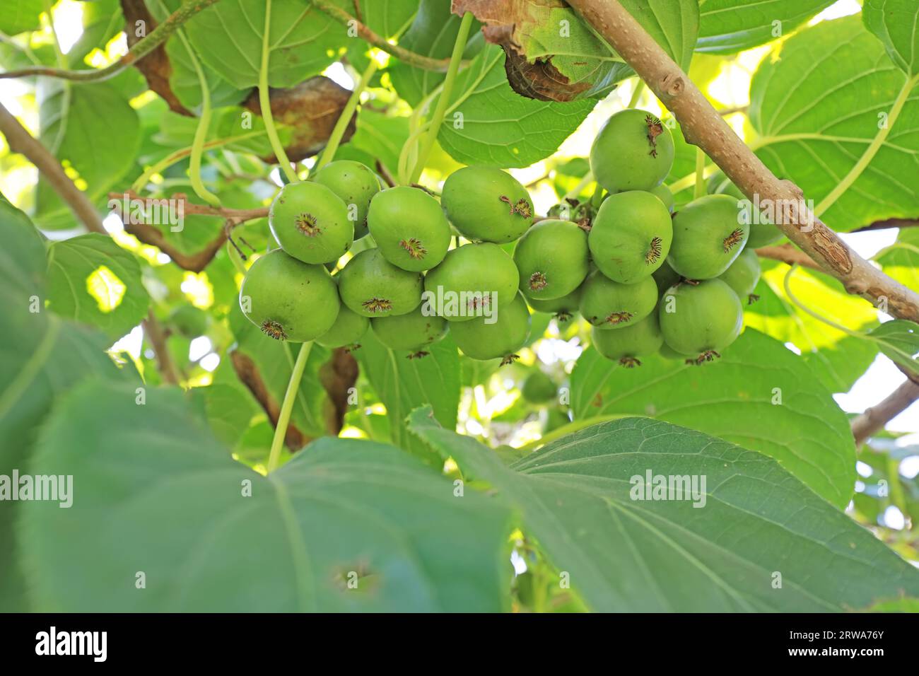 Actinidia arguta an den Ästen Stockfoto