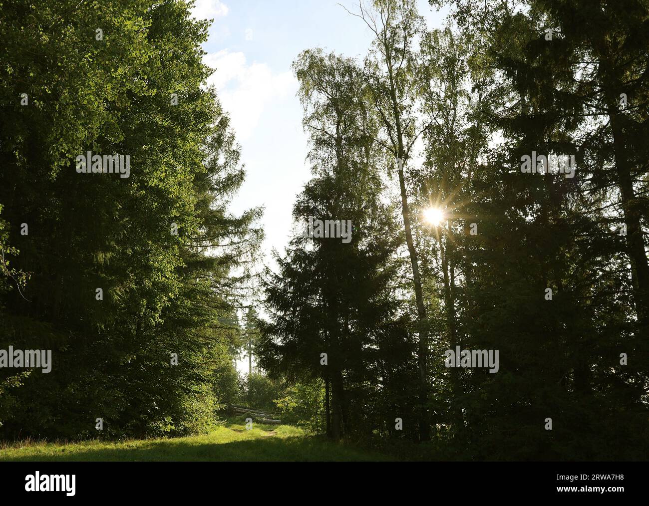 Sonne scheint durch Bäume in der Nähe einer Lichtung, umgeben von Sonnenstrahlen, kein KI nur Foto Stockfoto