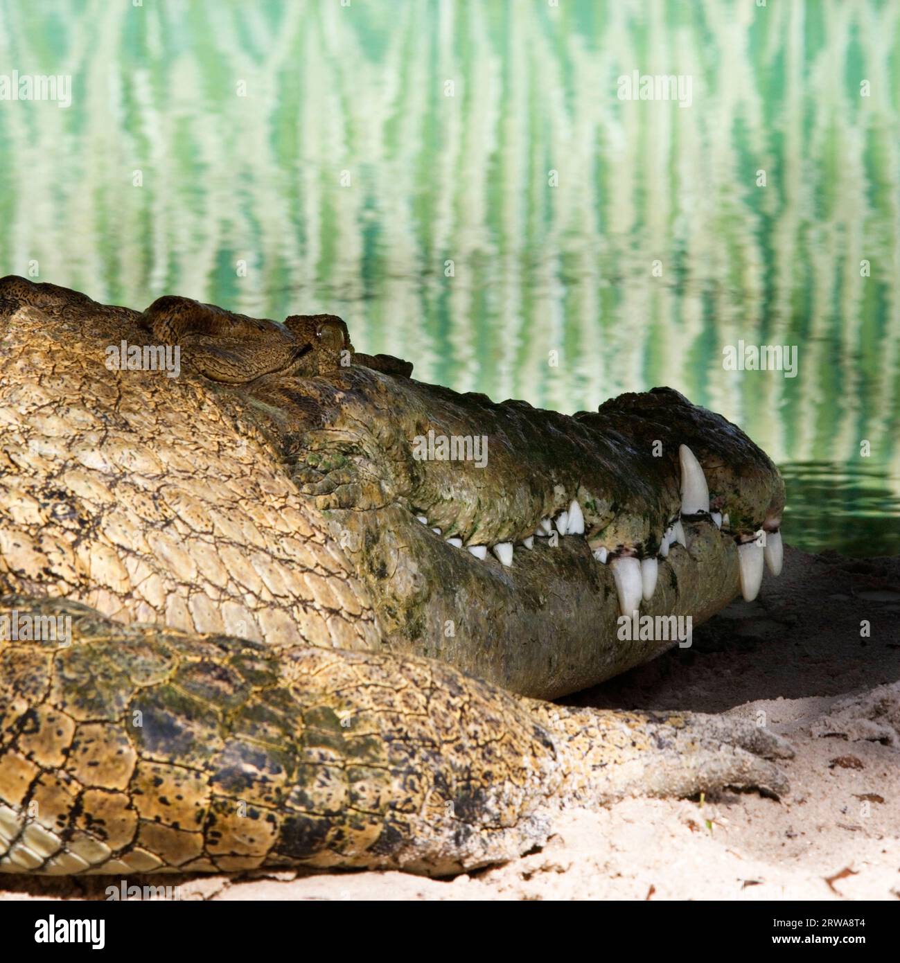 Ein Alligator, der am Boden eines Aquariums liegt. Stockfoto