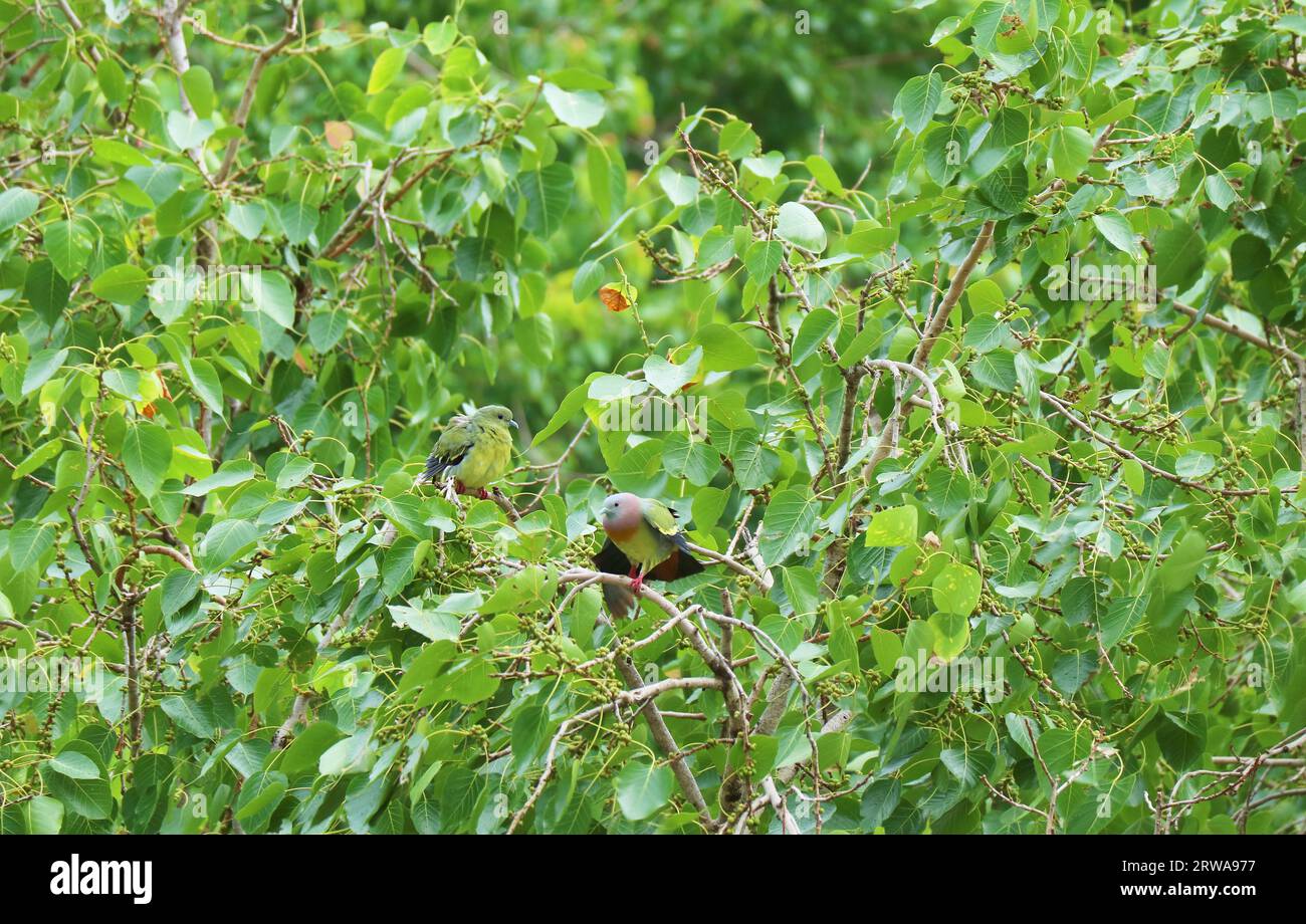 Orange Breasted Green Pigeon Birds Pärchen entspannen auf Bodhi Tree nach dem Regen Stockfoto