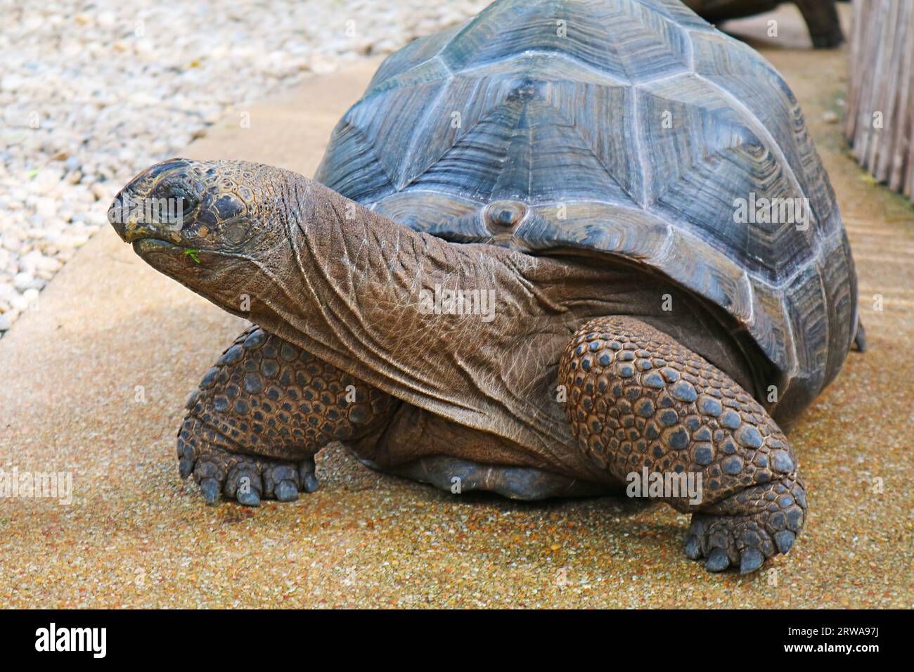Riesen-Aldabra-Riesenschildkröte oder Aldabrachelys-Riesentee, der frei im Sonnenlicht wandert Stockfoto