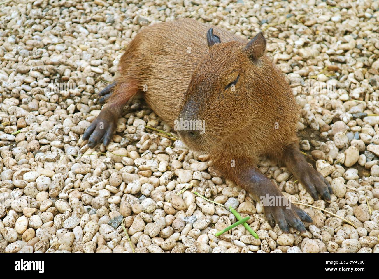 Entzückendes Capybara, das nach dem Essen entspannt Stockfoto