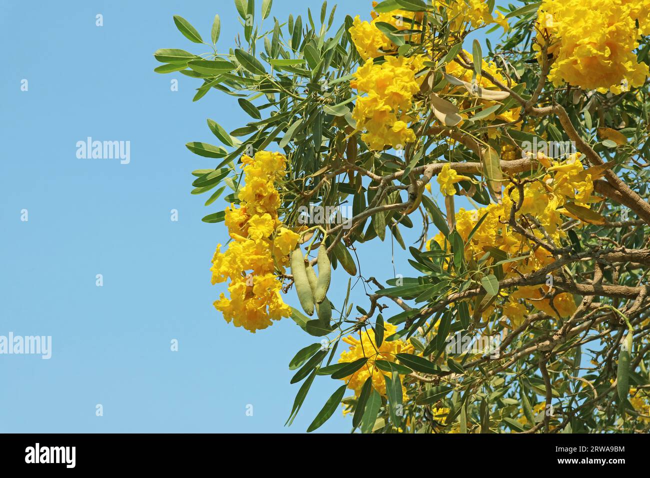 Bunte atemberaubende Glockenblumen, die auf dem Baum gegen den blauen Himmel blühen Stockfoto