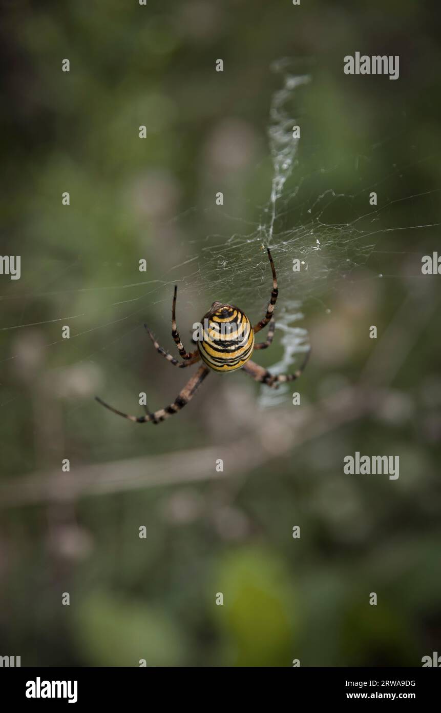 Exemplar der Wespenspinne Argiope bruennichi in einem Naturschutzgebiet Königsbrücker Heide, Sachsen, Deutschland. Stockfoto