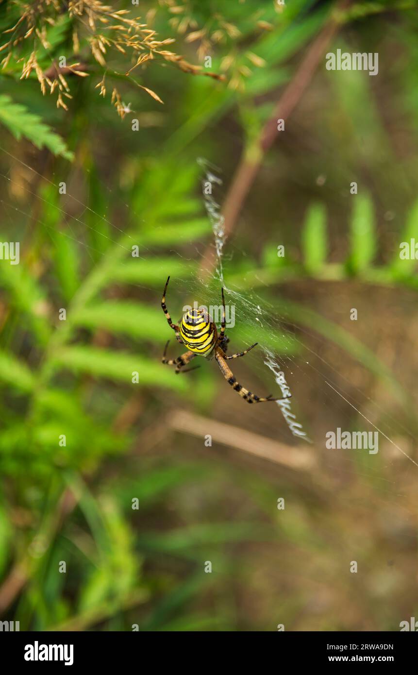 Exemplar der Wespenspinne Argiope bruennichi in einem Naturschutzgebiet Königsbrücker Heide, Sachsen, Deutschland. Stockfoto