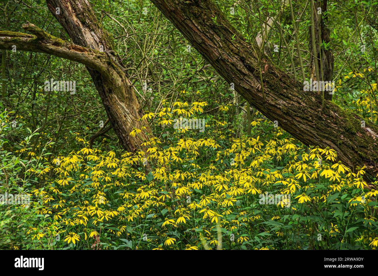 Vegetation der Gelbblümchen, Echinacea, im Naturschutzgebiet Königsbrücker Heide, Königsbrück, Westlausitz, Sachsen, Deutschland. Stockfoto