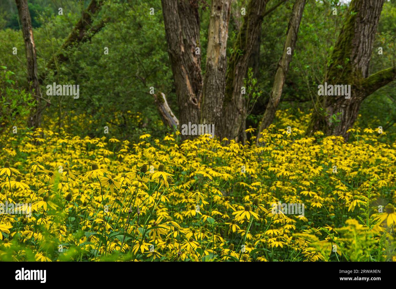 Vegetation der Gelbblümchen, Echinacea, im Naturschutzgebiet Königsbrücker Heide, Königsbrück, Westlausitz, Sachsen, Deutschland. Stockfoto