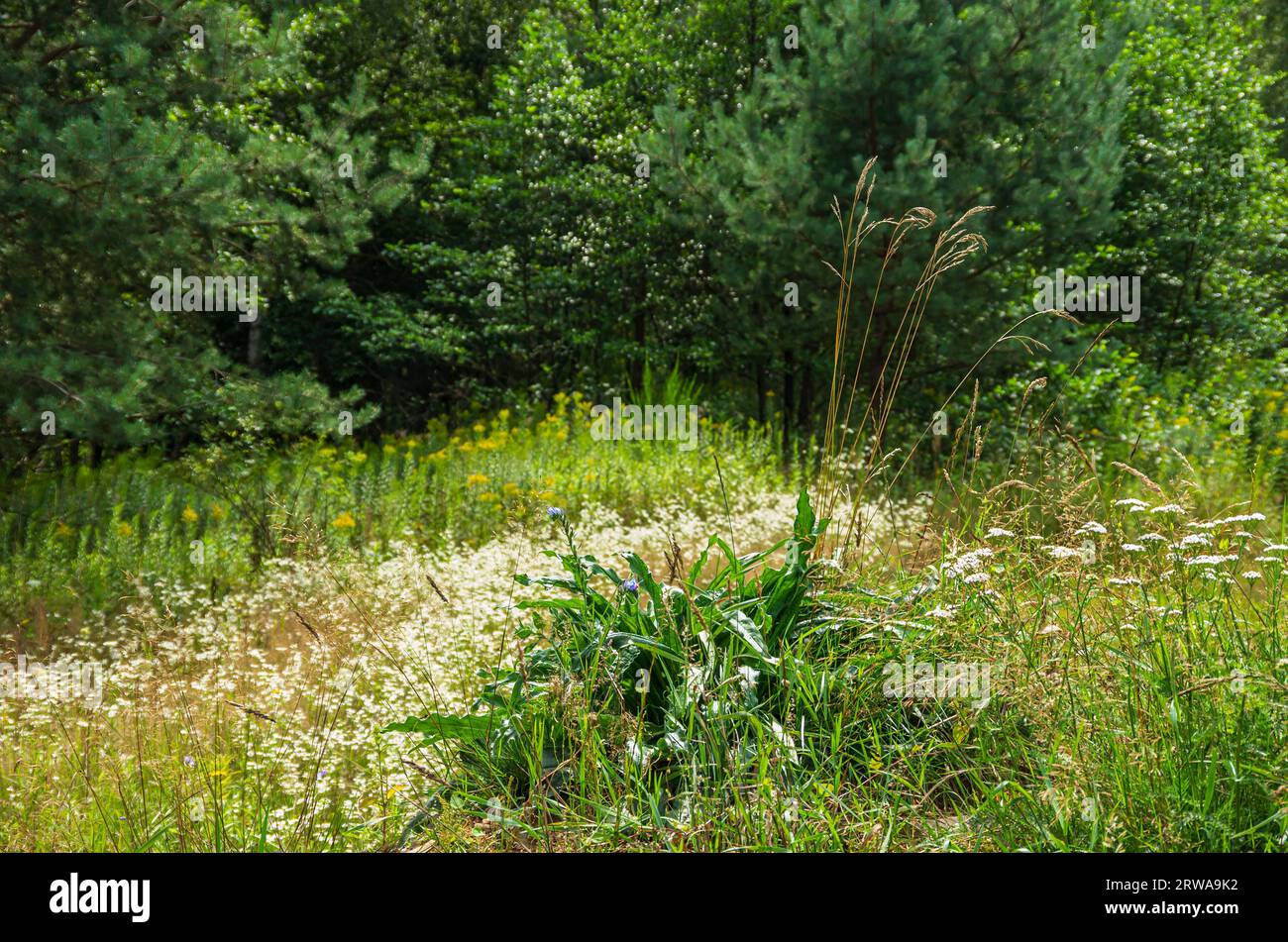 Malerische Landschaft und Vegetation im Naturschutzgebiet Königsbrücker Heide, Königsbrück, Westlausitz, Sachsen, Deutschland. Stockfoto