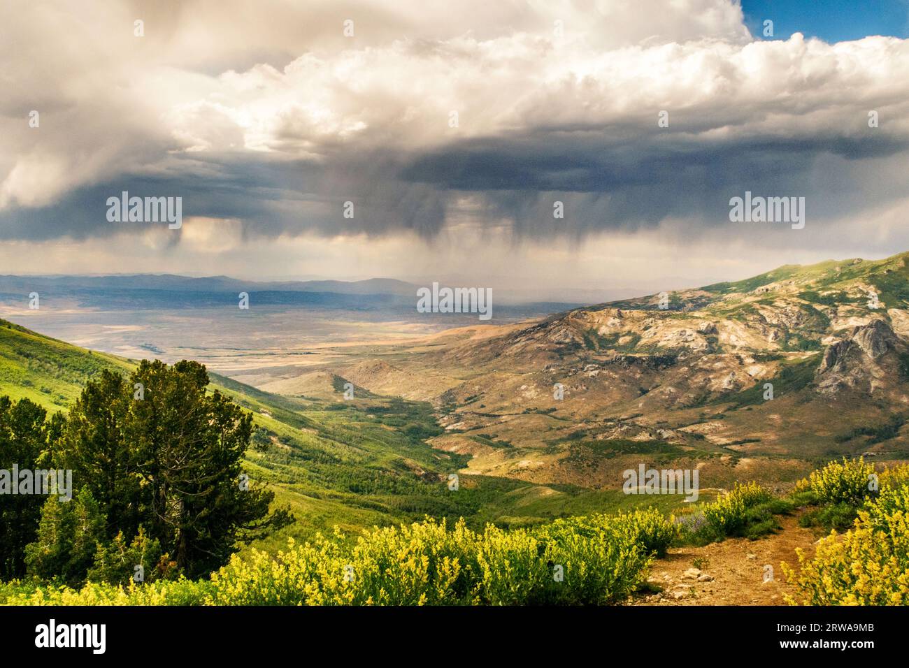 Landschaft mit sanften Hügeln, Ruby Crest National Recreation Trail, Elko, Nevada, USA Stockfoto