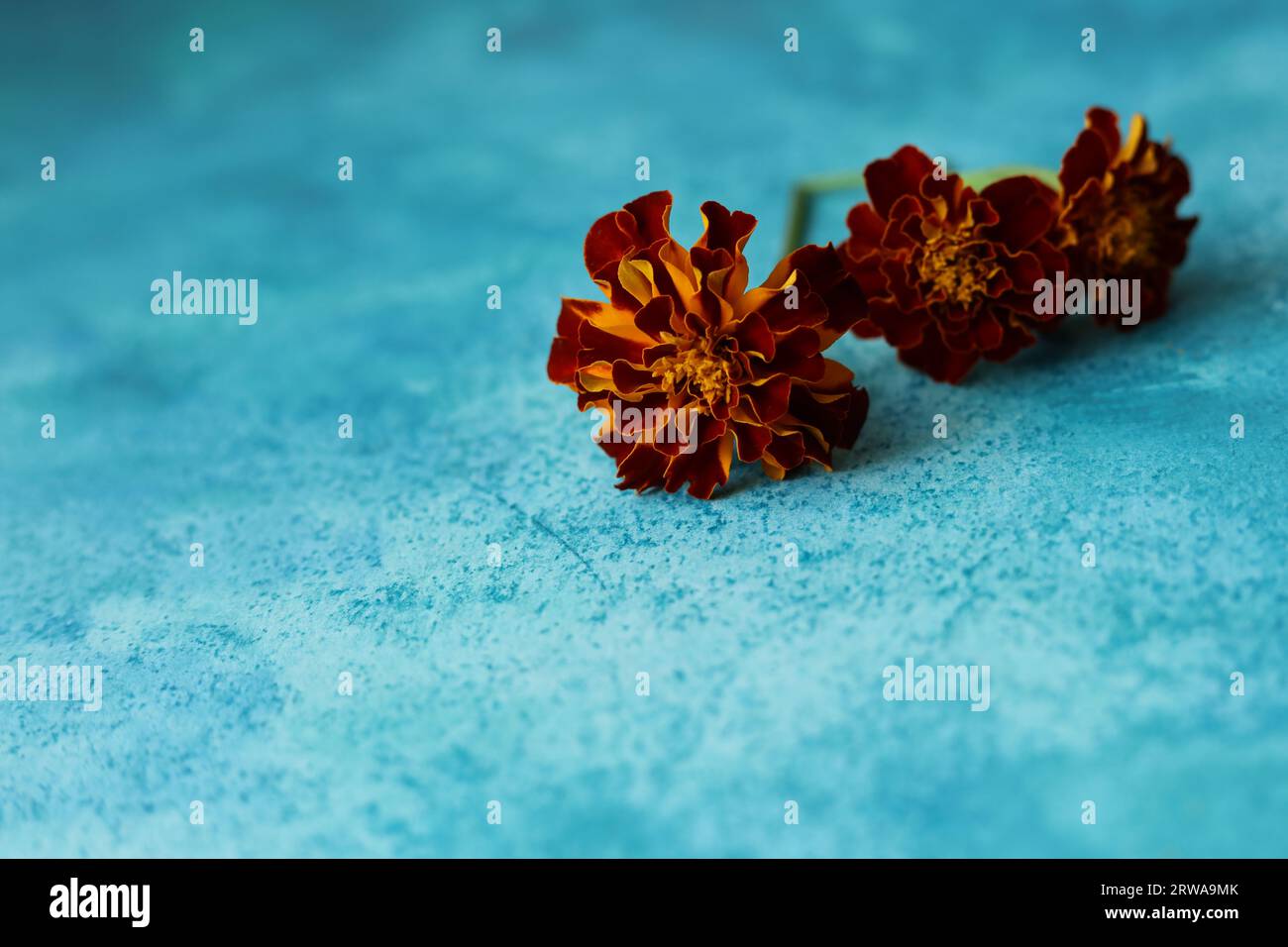 französische Ringelblumen auf blauem Aquarellhintergrund Stockfoto
