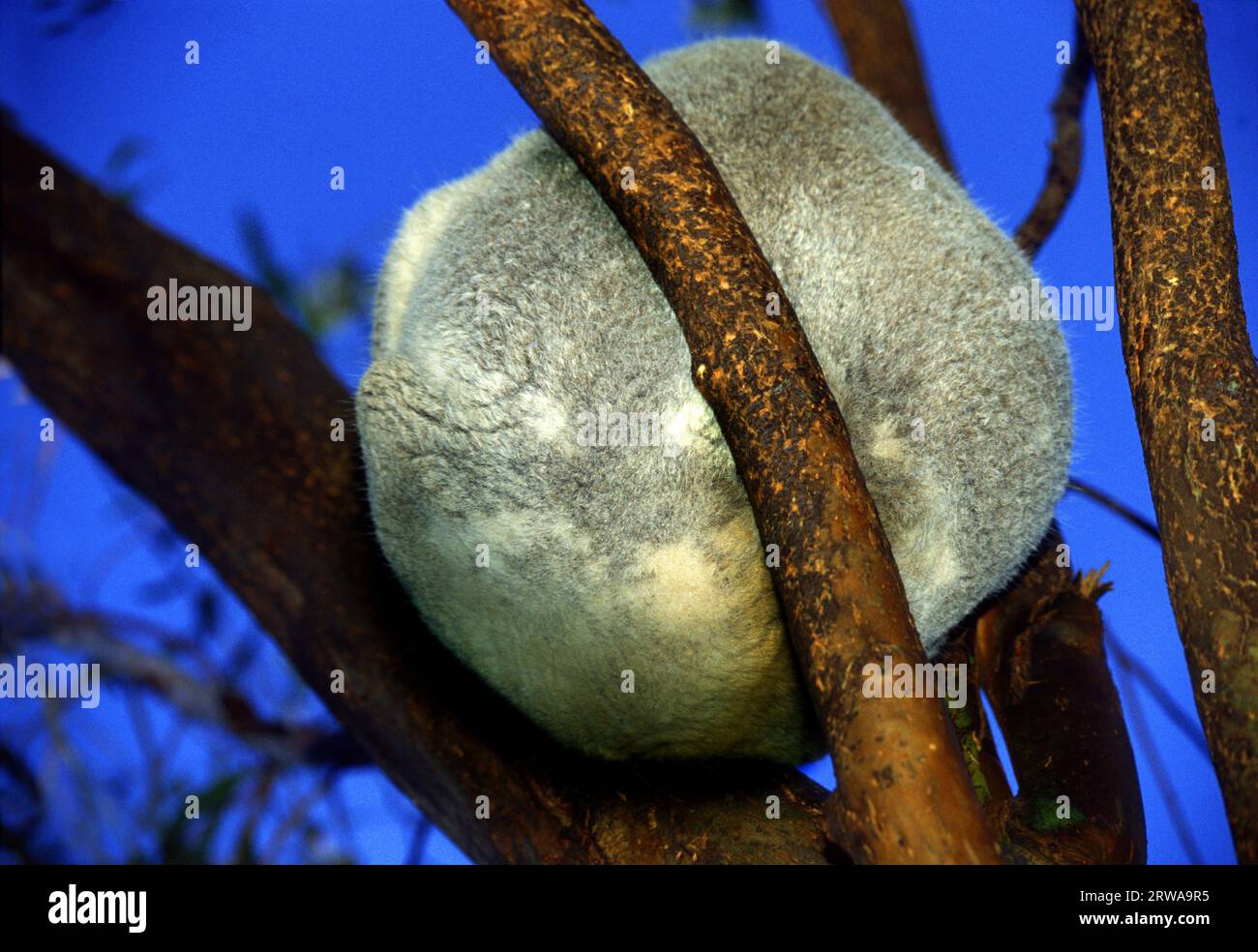 Schlafen Koala in einem Baum. Stockfoto