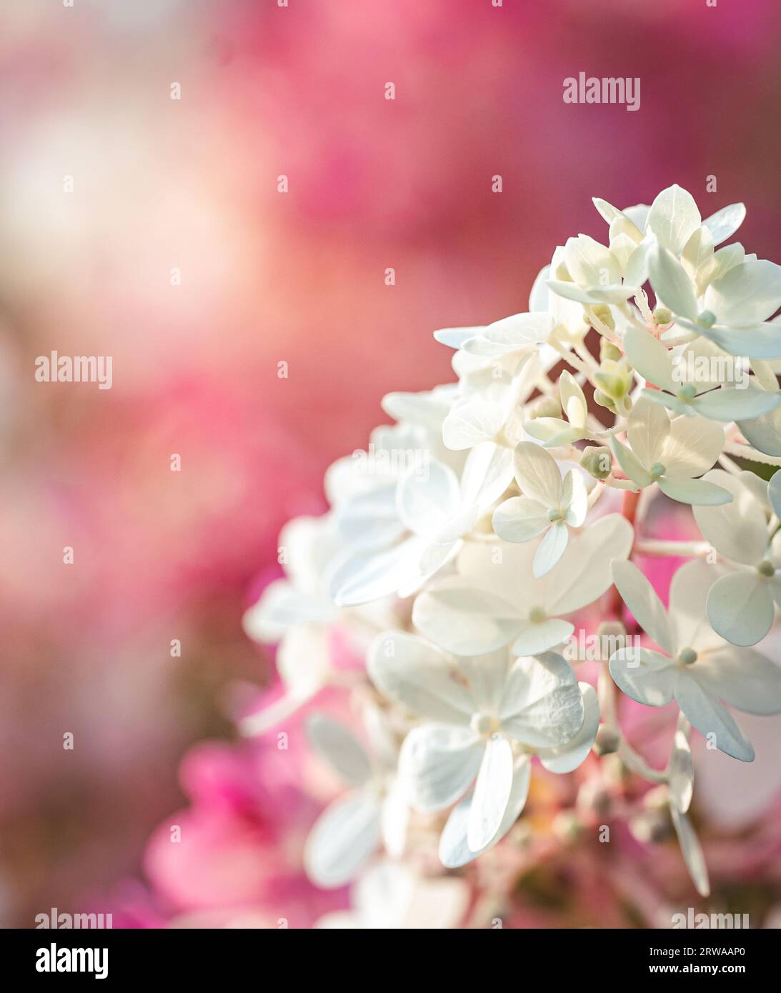 Nahaufnahme von rosa und weißen Blüten auf einer blühenden Hortensienpflanze. Stockfoto