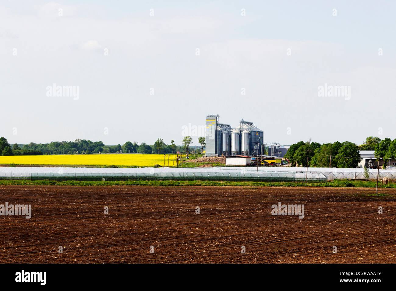 Rapsblumen, Pflanzen zur Reinigung und Lagerung von Agrarprodukten, Mehl, Getreide und Getreide Stockfoto