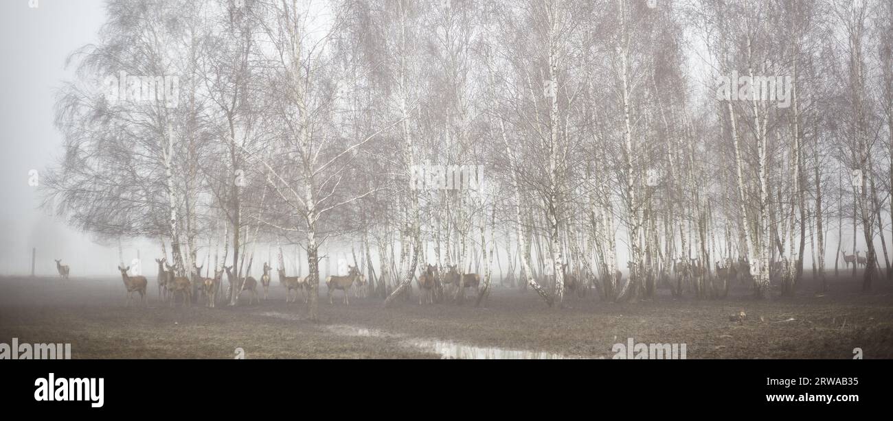 Eine Hirschherde auf einer Weide in einem Gehege Stockfoto