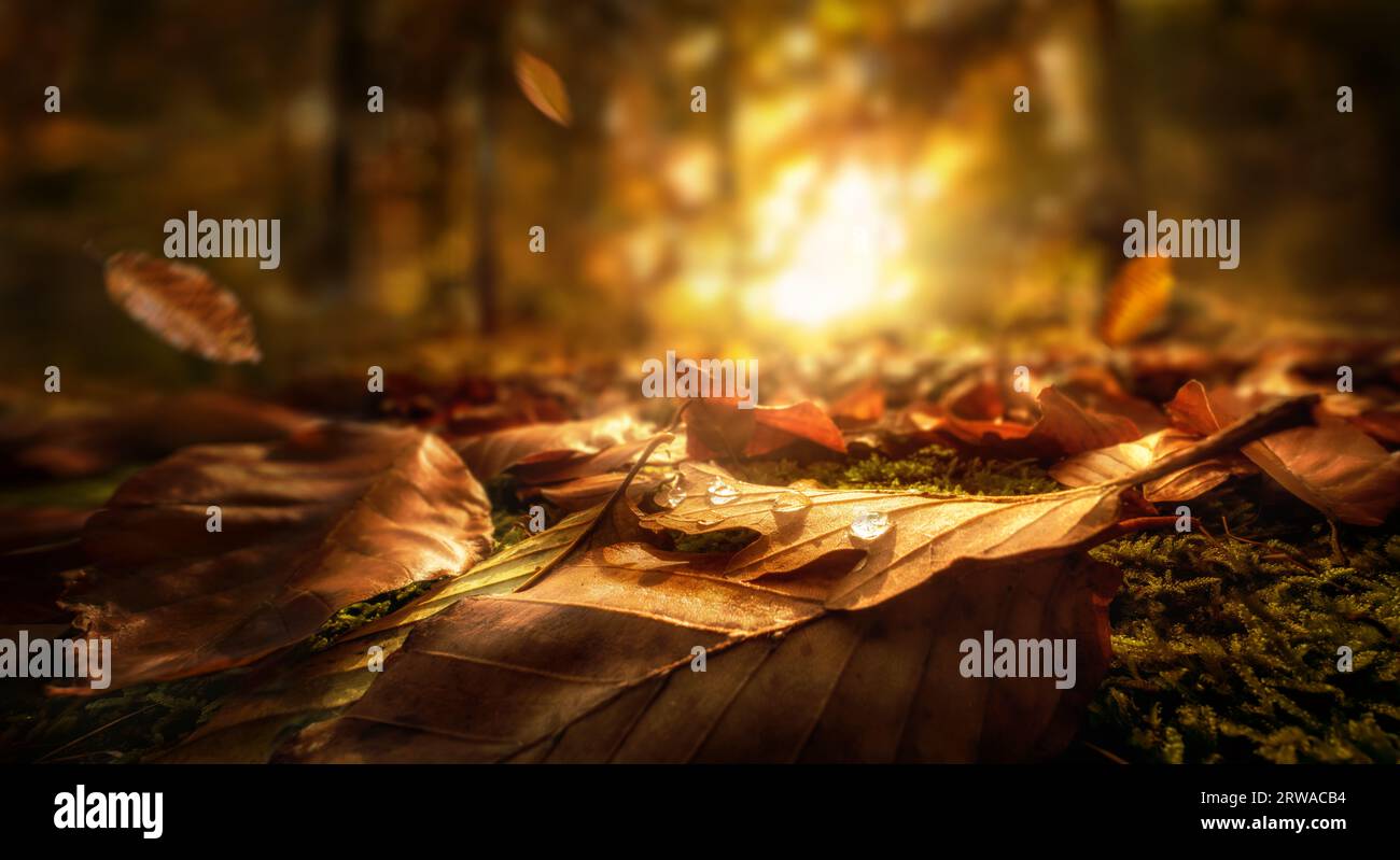 Herbstlaub mit Wassertropfen auf dem Waldboden, Nahaufnahme mit der glühenden untergehenden Sonne im Hintergrund Stockfoto